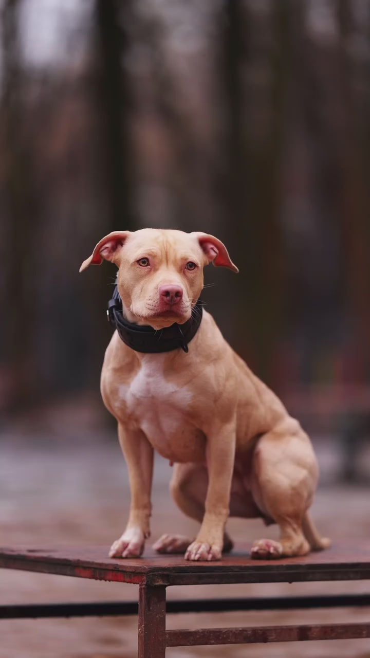 ''BATMAN'' collar